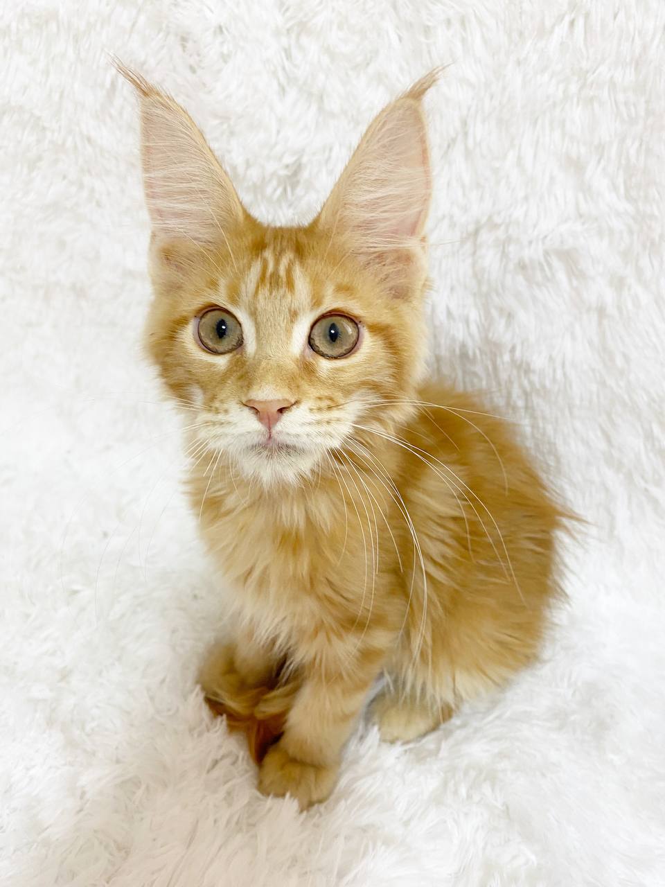 maine coon