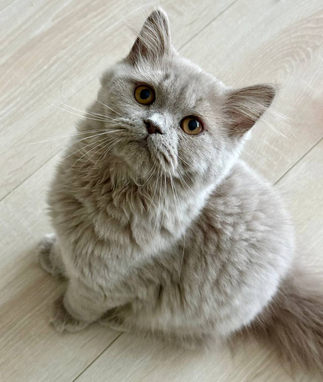british longhair