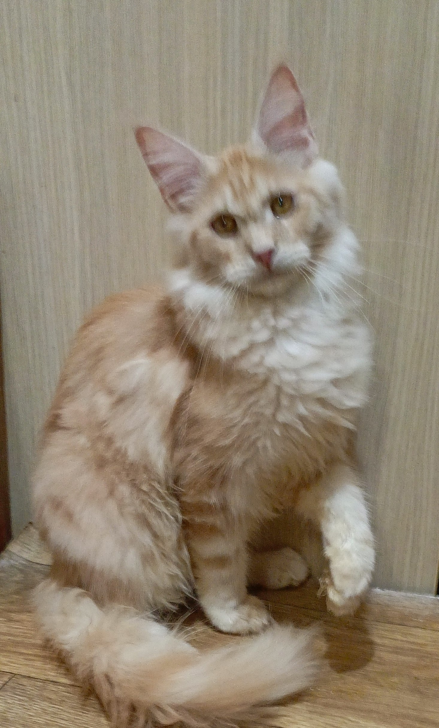 maine coon