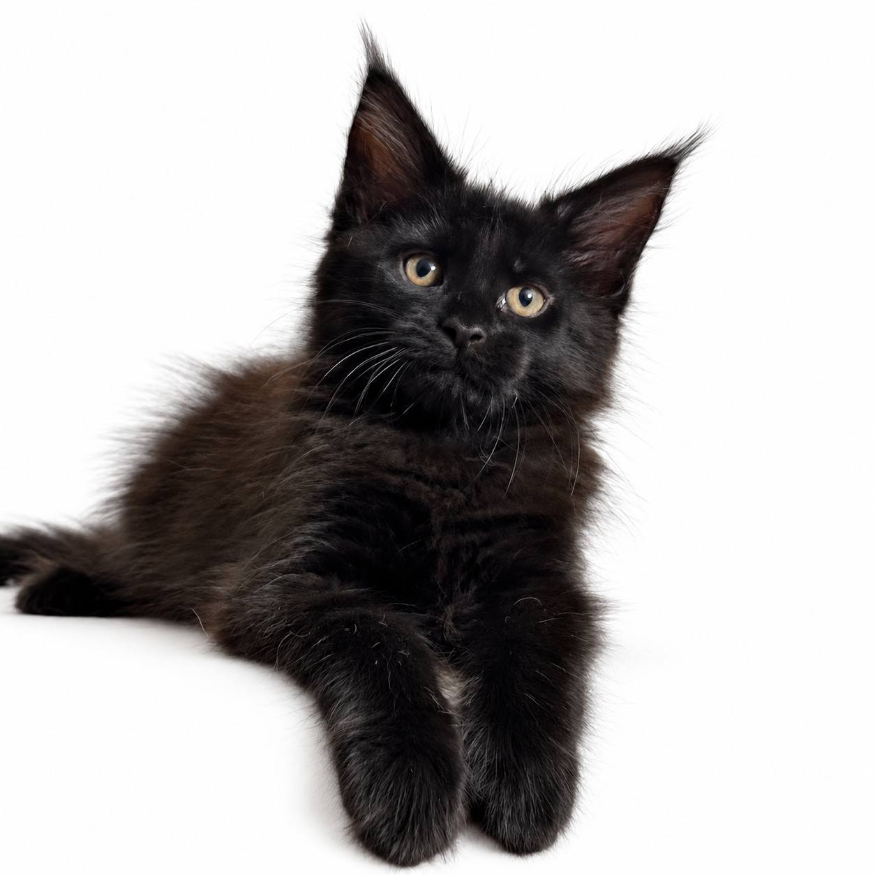 maine coon