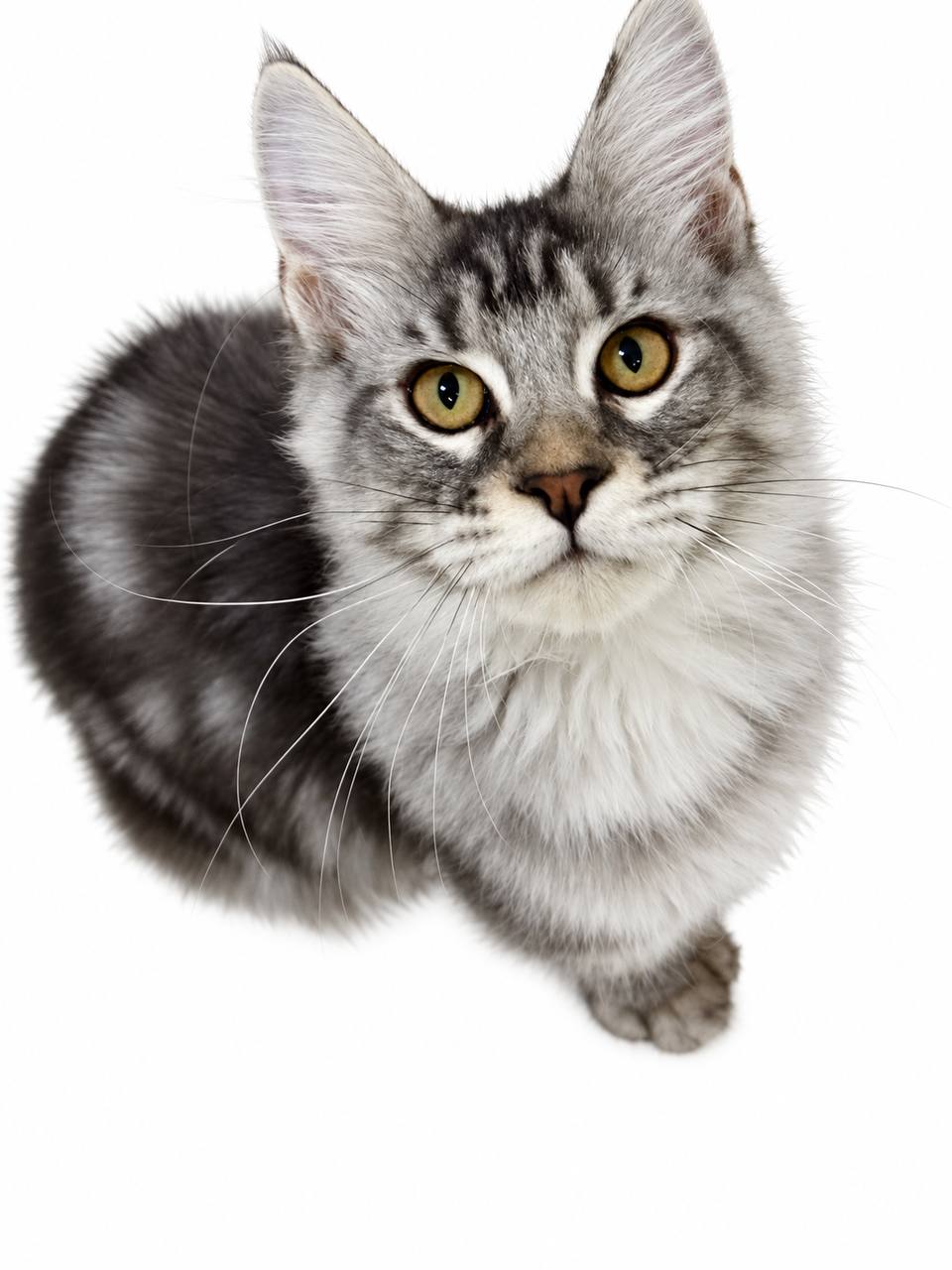 maine coon