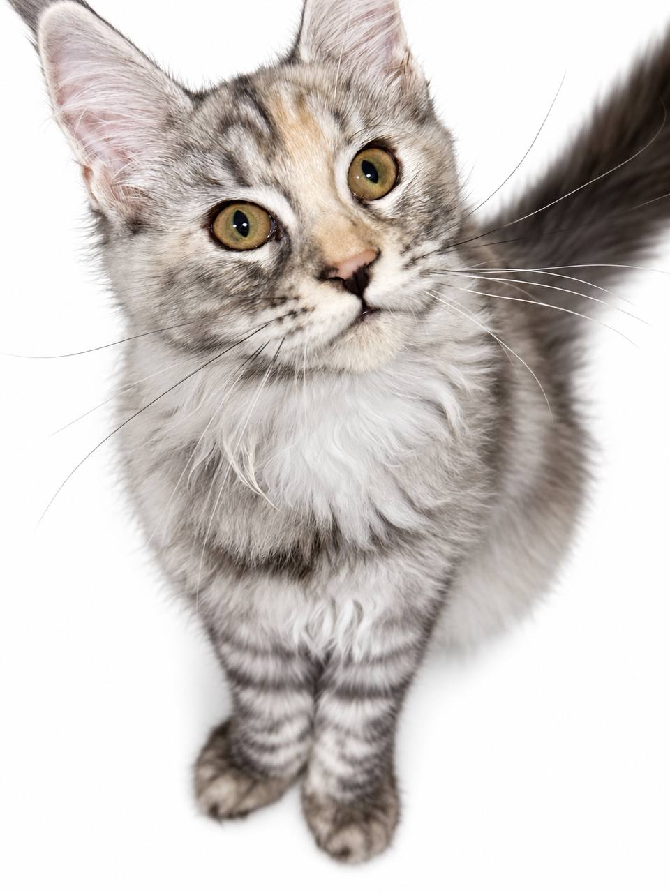 maine coon