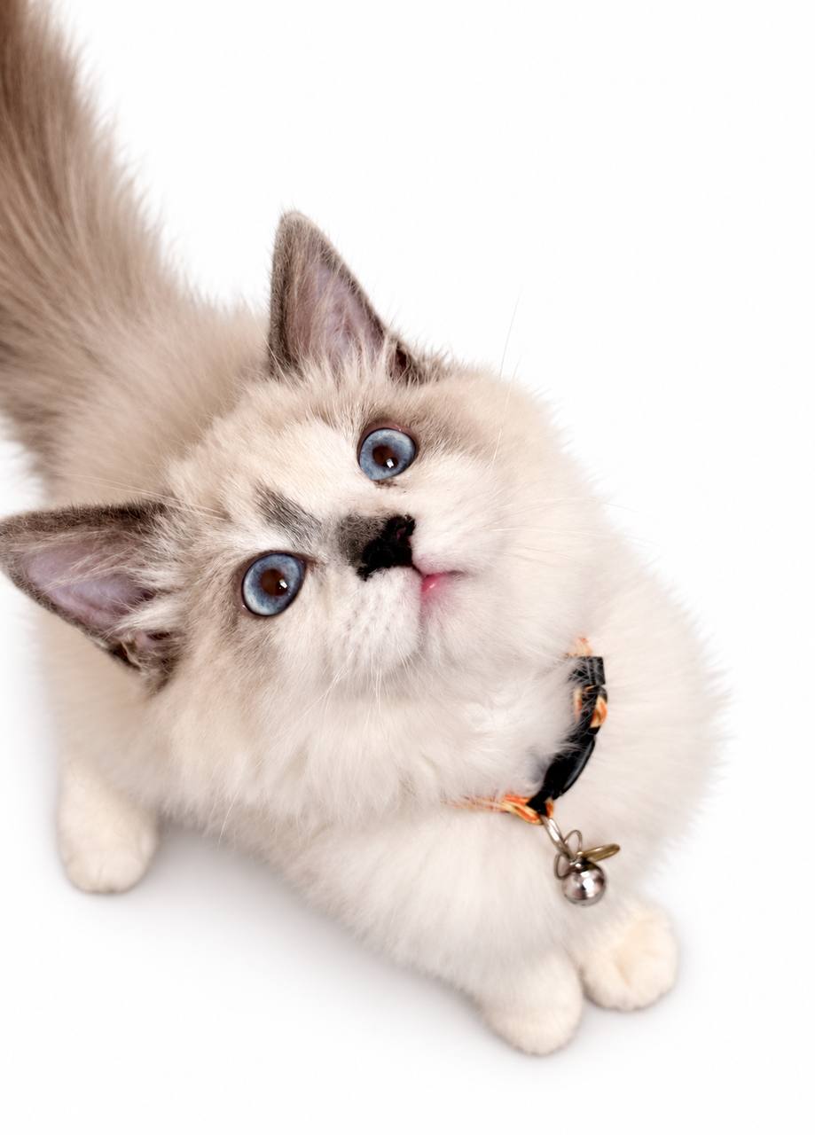 ragdoll